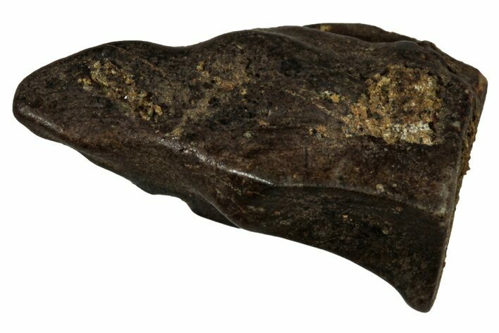 Fossil Dinosaur (Triceratops) Shed Tooth - Montana #339740